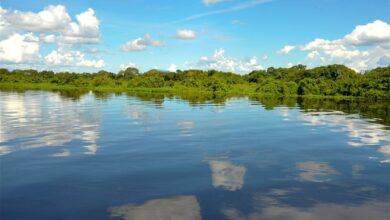 A maior planície inundável do planeta é brasileira, um santuário de biodiversidade com mais de 2500 espécies de animais e plantas que pulsa no ritmo das águas