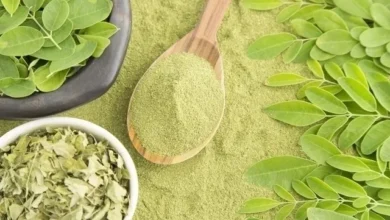 Planta poderosa está fazendo sucesso por ser conhecida como “árvore da vida”