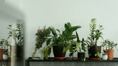 Melhores plantas para ter dentro de casa e aliviar alergias