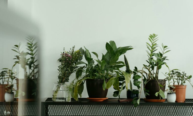 Melhores plantas para ter dentro de casa e aliviar alergias