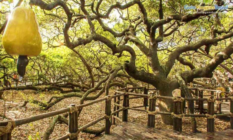 Cajueiro gigante em Pirangi do Norte sendo avaliado por técnicos ambientais após decisão judicial