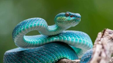 Irlanda não tem cobras! Descubra por quê. É apenas uma lenda religiosa ou existem motivos científicos para esse fenômeno?