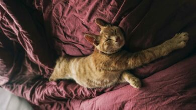 Como proteger seu gato do frio na hora de dormir