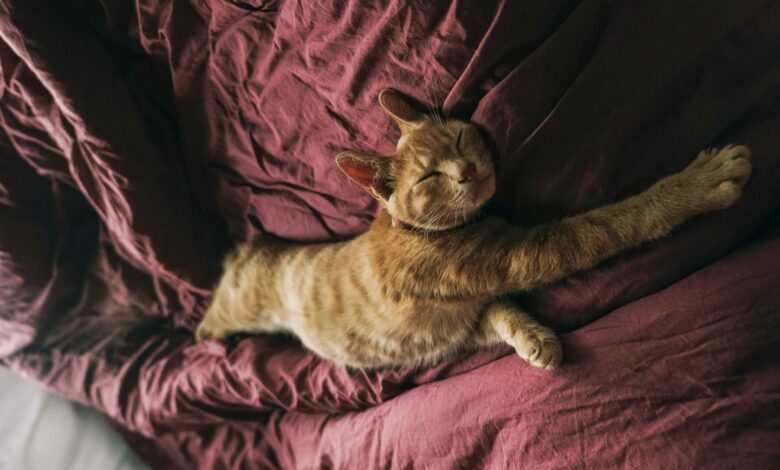 Como proteger seu gato do frio na hora de dormir