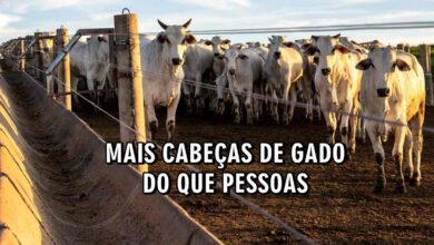 cabeças de gado