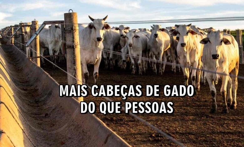 cabeças de gado