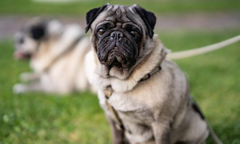 Essa é a raça de cachorro mais amada pelos brasileiros