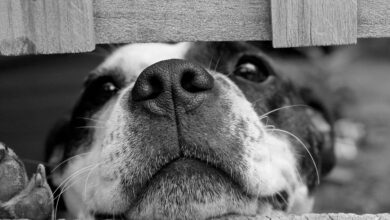 Essas raças de cachorro são fiéis como nenhuma outra