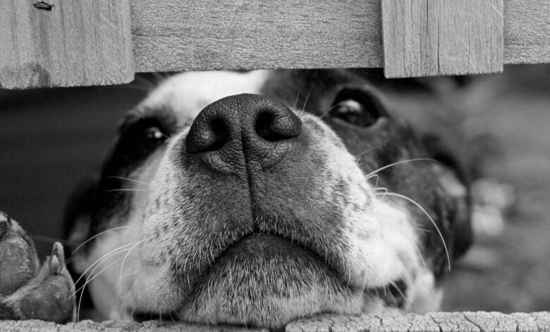 Essas raças de cachorro são fiéis como nenhuma outra