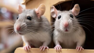Ratos começam a “falar” após mutação genética em laboratório