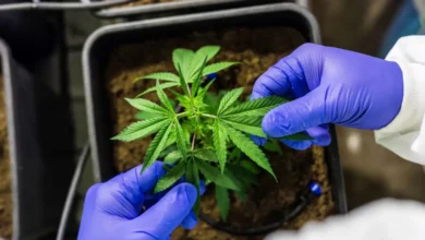 Substância presente na maconha pode revolucionar a medicina