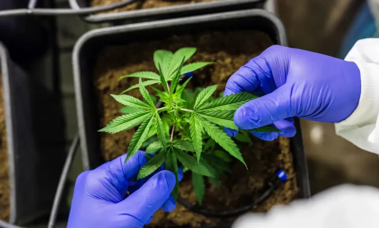 Substância presente na maconha pode revolucionar a medicina