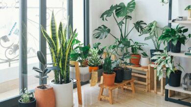 Ter muitas plantas em casa pode indicar algo surpreendente sobre você
