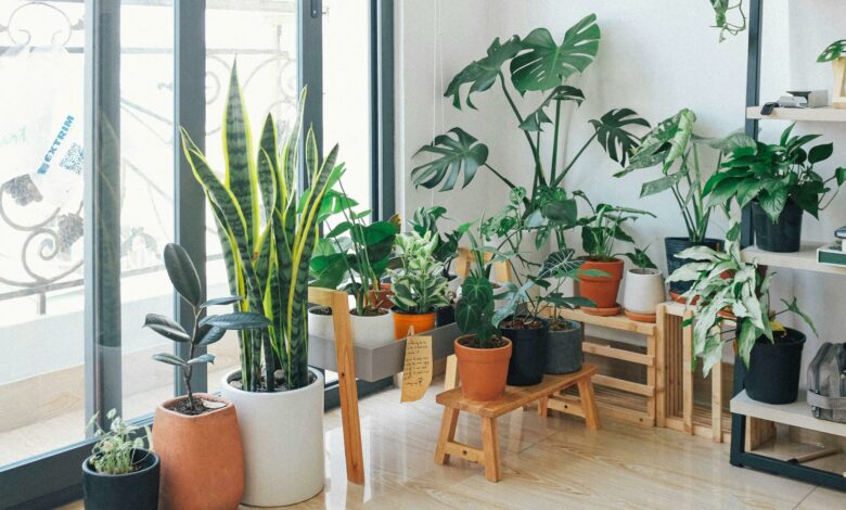 Ter muitas plantas em casa pode indicar algo surpreendente sobre você