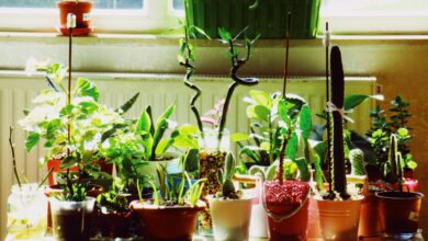 3 plantas perfeitas para atrair boas energias