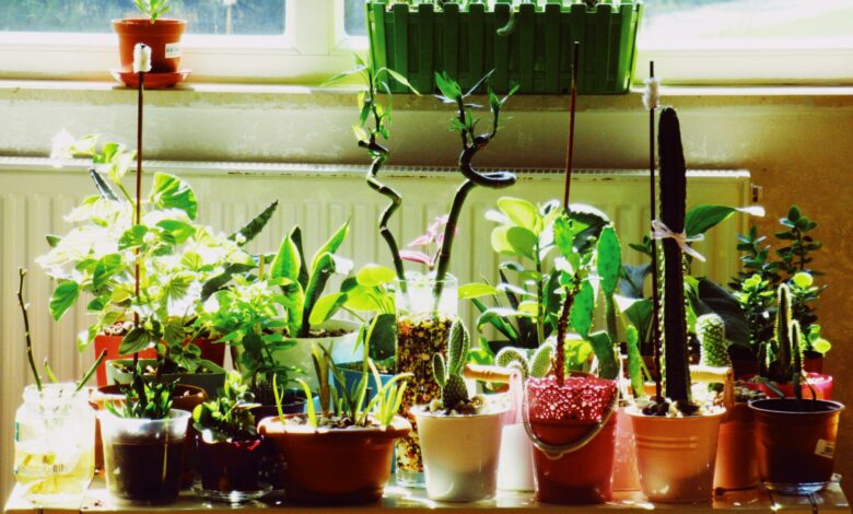3 plantas perfeitas para atrair boas energias