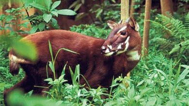 Conheça o animal que parece lenda, mas é real e ameaçado