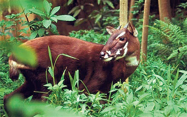 Conheça o animal que parece lenda, mas é real e ameaçado