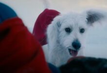 Krypto: The real-life inspiration behind Superman’s canine