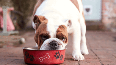 Cachorro comendo