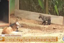 Novos filhotes de lobo-guará são apresentados no zoológico de São Paulo – Record