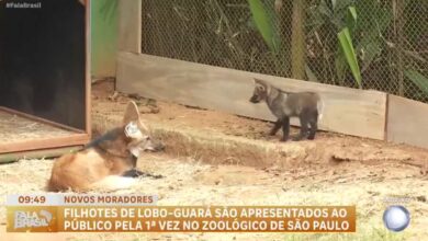 Novos filhotes de lobo-guará são apresentados no zoológico de São Paulo – Record
