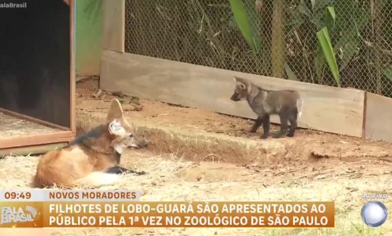 Novos filhotes de lobo-guará são apresentados no zoológico de São Paulo – Record