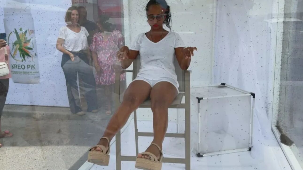 Pesquisadora testa repelente natural da Guadeloupe em câmara com 32 mil mosquitos tigres e não sofre nenhuma picada