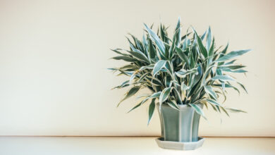 10 plantas para casa que vivem por décadas