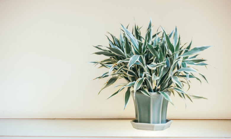 10 plantas para casa que vivem por décadas