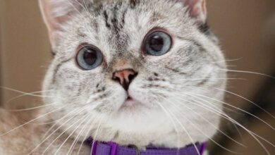 Um gato de pelagem clara com manchas escuras, olhando para a câmera. Ele usa uma coleira roxa com uma etiqueta preta que tem o nome