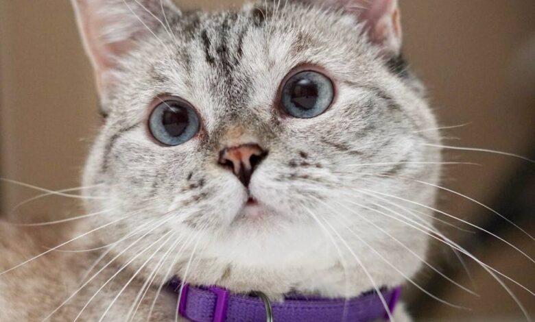 Um gato de pelagem clara com manchas escuras, olhando para a câmera. Ele usa uma coleira roxa com uma etiqueta preta que tem o nome