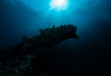5 criaturas marinhas que você deve rezar para JAMAIS encontrar na praia
