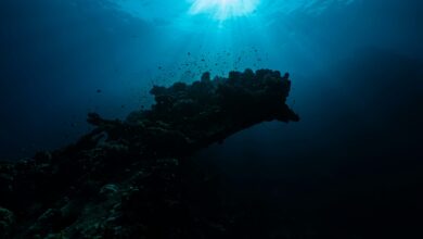 5 criaturas marinhas que você deve rezar para JAMAIS encontrar na praia