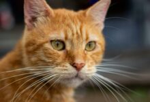 6 curiosidades que explicam o comportamento