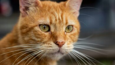 6 curiosidades que explicam o comportamento