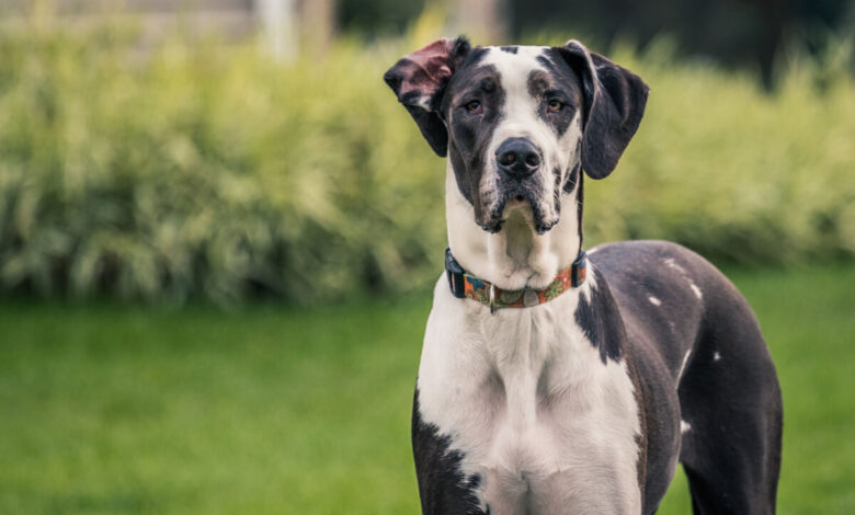 8 raças de cachorro que são famosas pelo apego e lealdade aos humanos