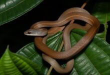 A cobra que pode matar sem aviso