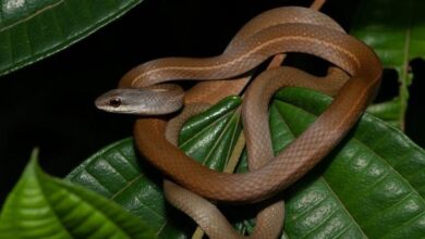 A cobra que pode matar sem aviso
