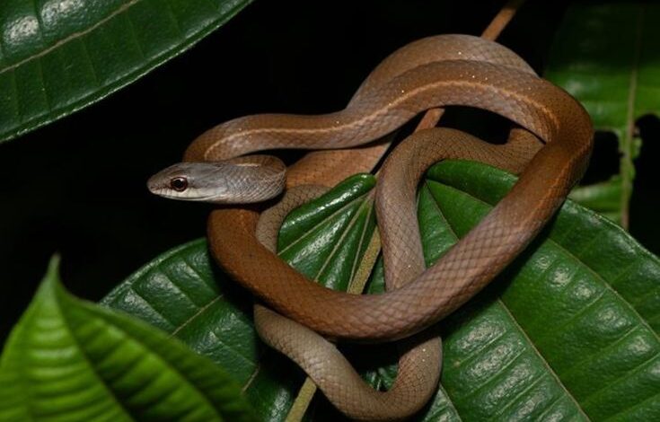 A cobra que pode matar sem aviso