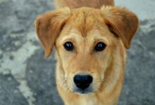 a tática dos cães para conquistar pessoas
