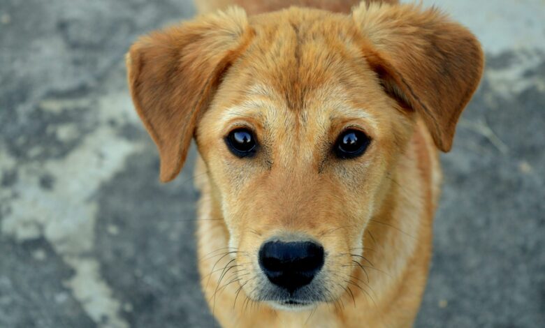a tática dos cães para conquistar pessoas