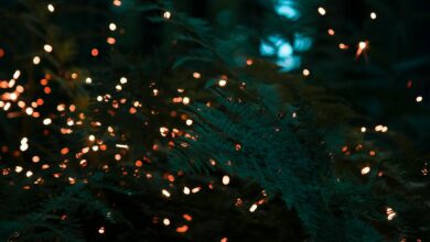 Esse animal está correndo sério risco de extinção no Brasil