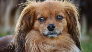 animal de estimação passa a receber pensão após separação dos donos