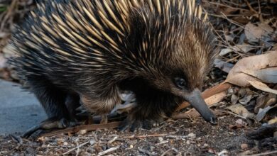 animal raro, desaparecido desde 1961, foi encontrado