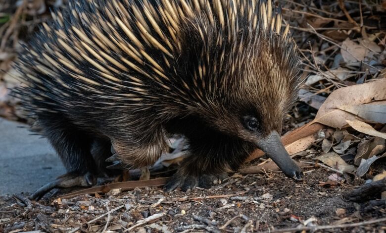 animal raro, desaparecido desde 1961, foi encontrado