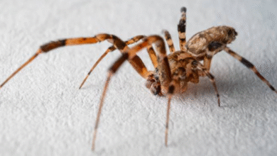 aranhas perigosas usam vômito para atacar