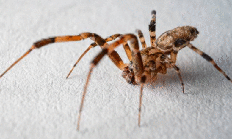 aranhas perigosas usam vômito para atacar