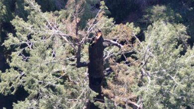 Uma das árvores mais altas do mundo está pegando fogo e ninguém consegue salvar