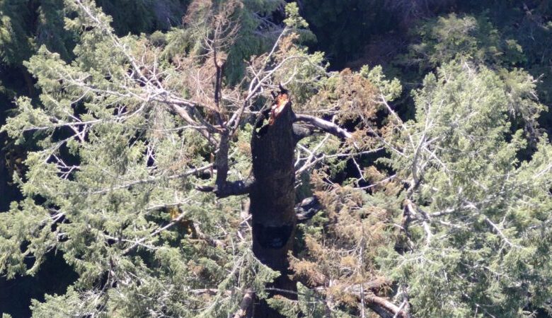 Uma das árvores mais altas do mundo está pegando fogo e ninguém consegue salvar